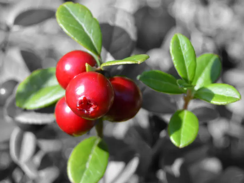 How to Grow Lingonberries